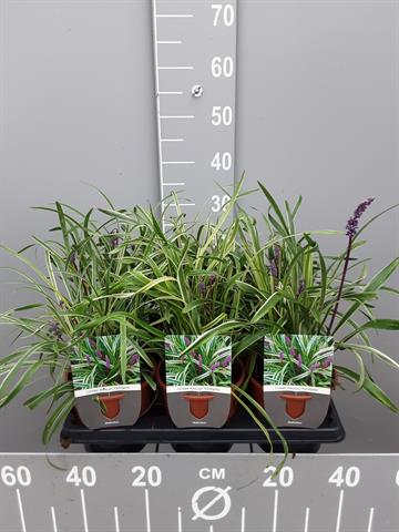 liriope