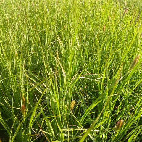 pennisetum