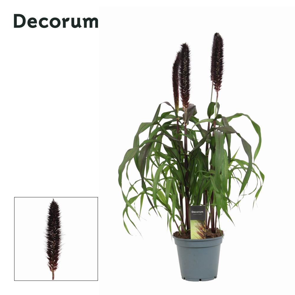 pennisetum