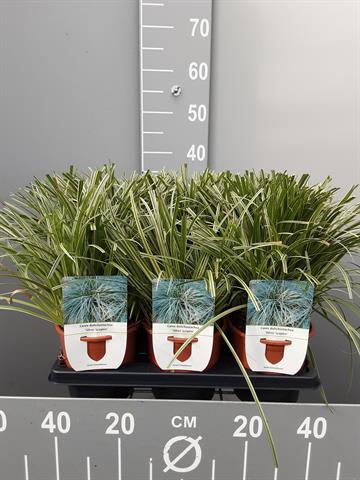 Carex