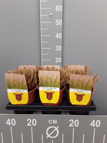 pennisetum