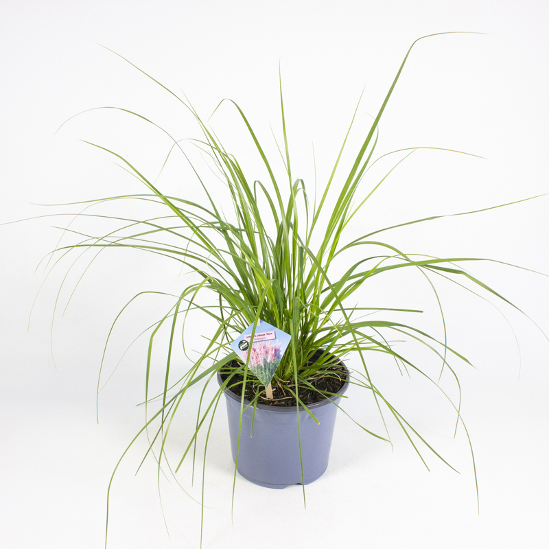 cortaderia selloana