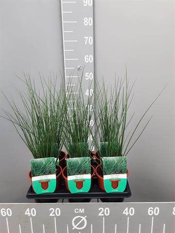 juncus