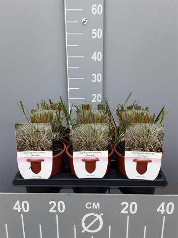 calamagrostis