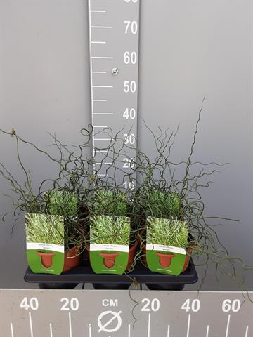 Juncus