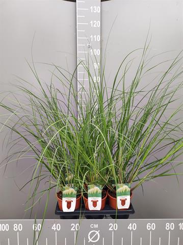 cortaderia