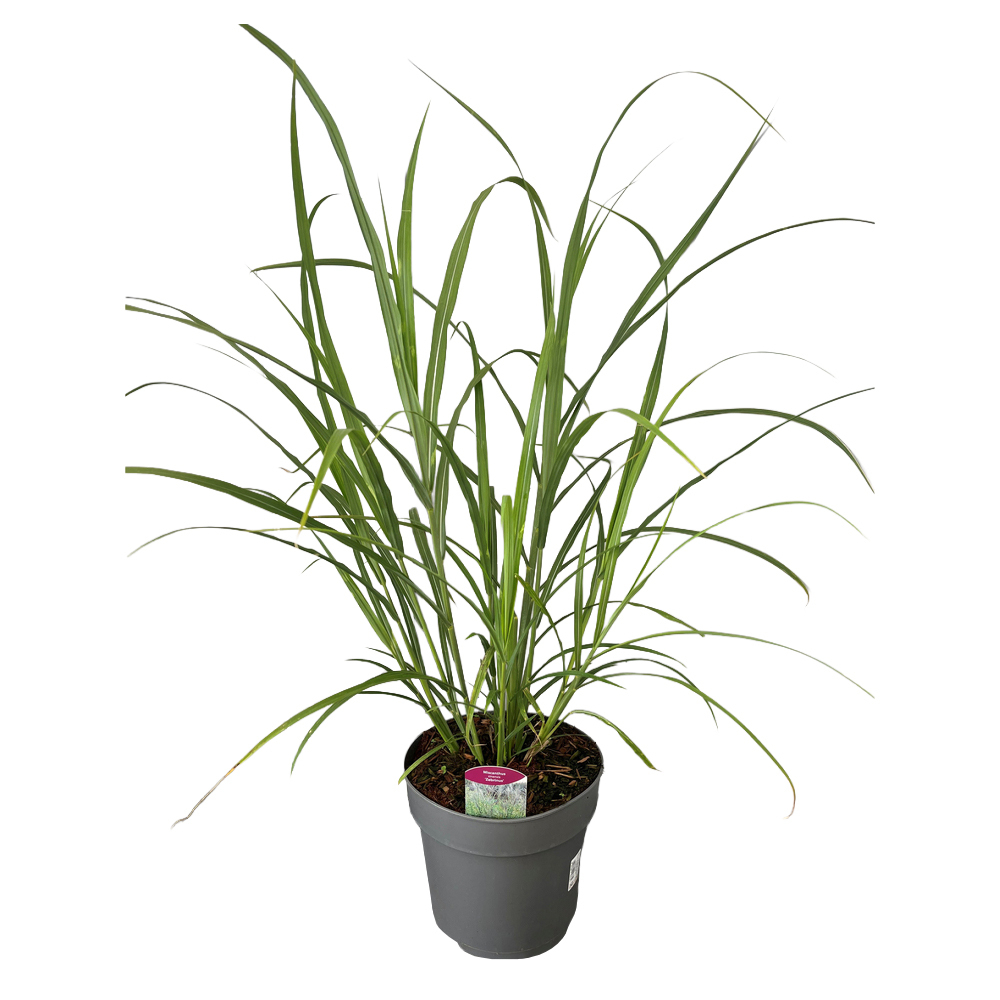 Miscanthus sinensis zebrinus