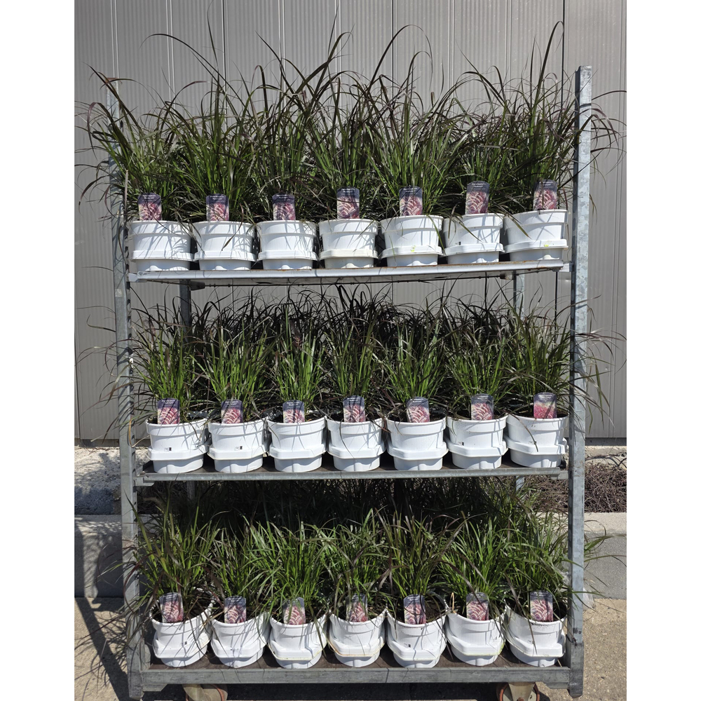Pennisetum advena rubrum