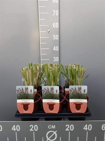 cortaderia