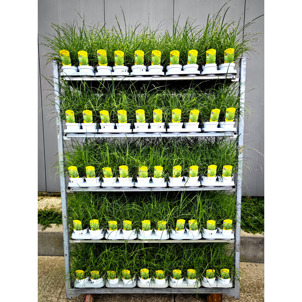 Miscanthus strictus lillyput