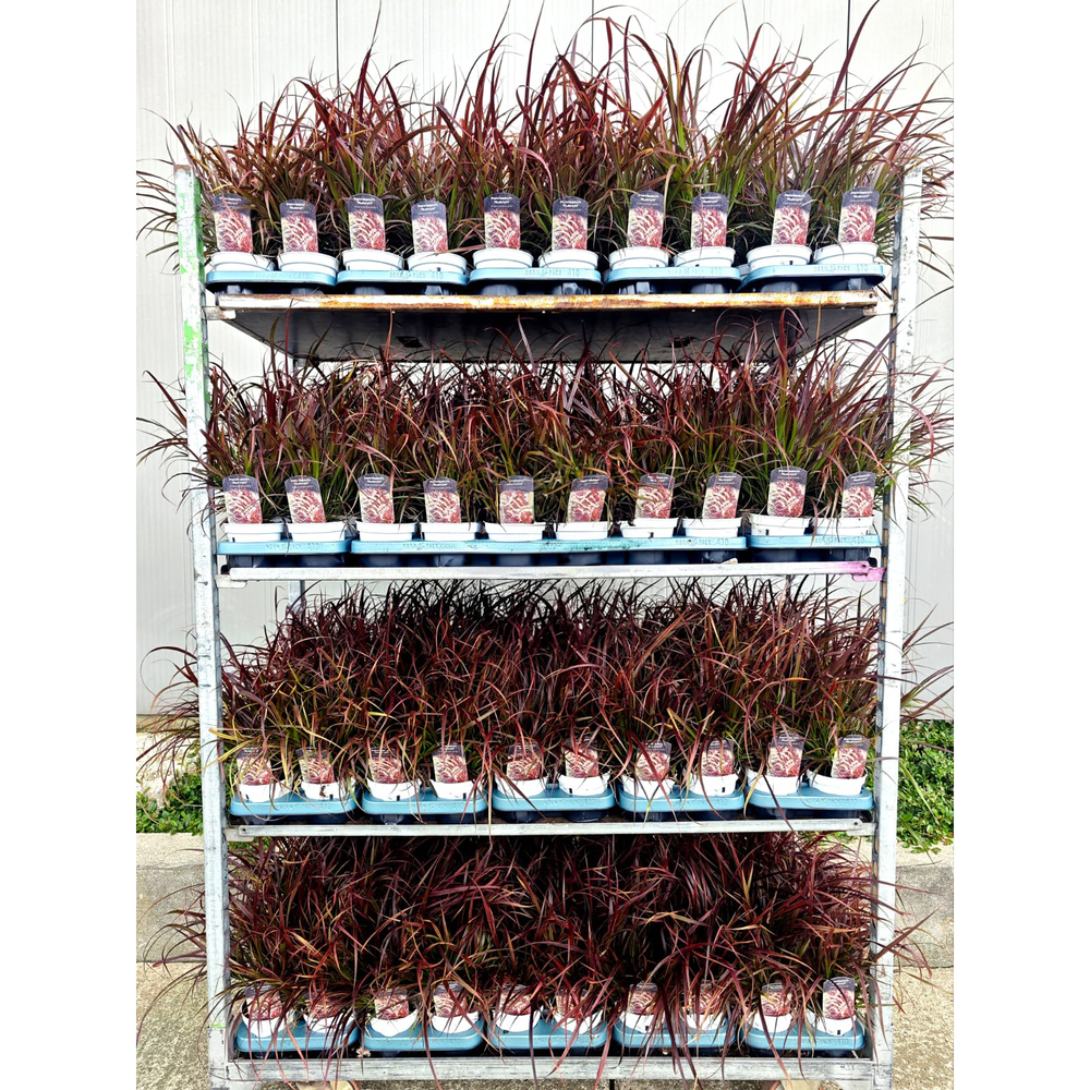 pennisetum advena rubrum