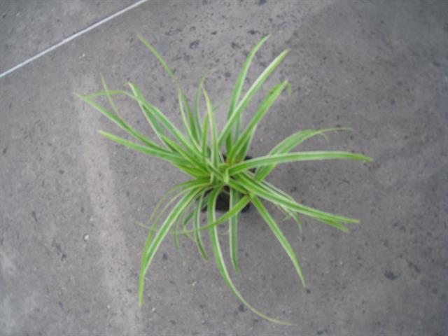 carex