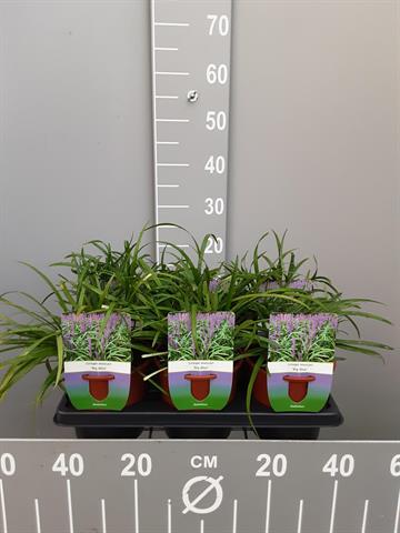 liriope