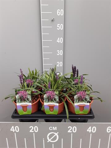 liriope