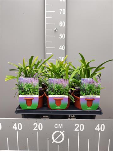 liriope