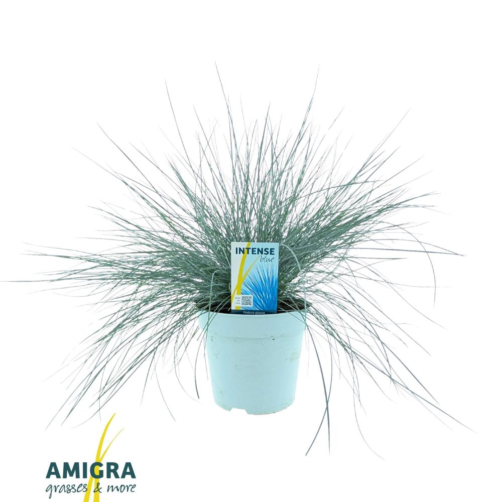 festuca