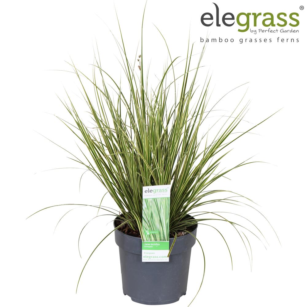 carex