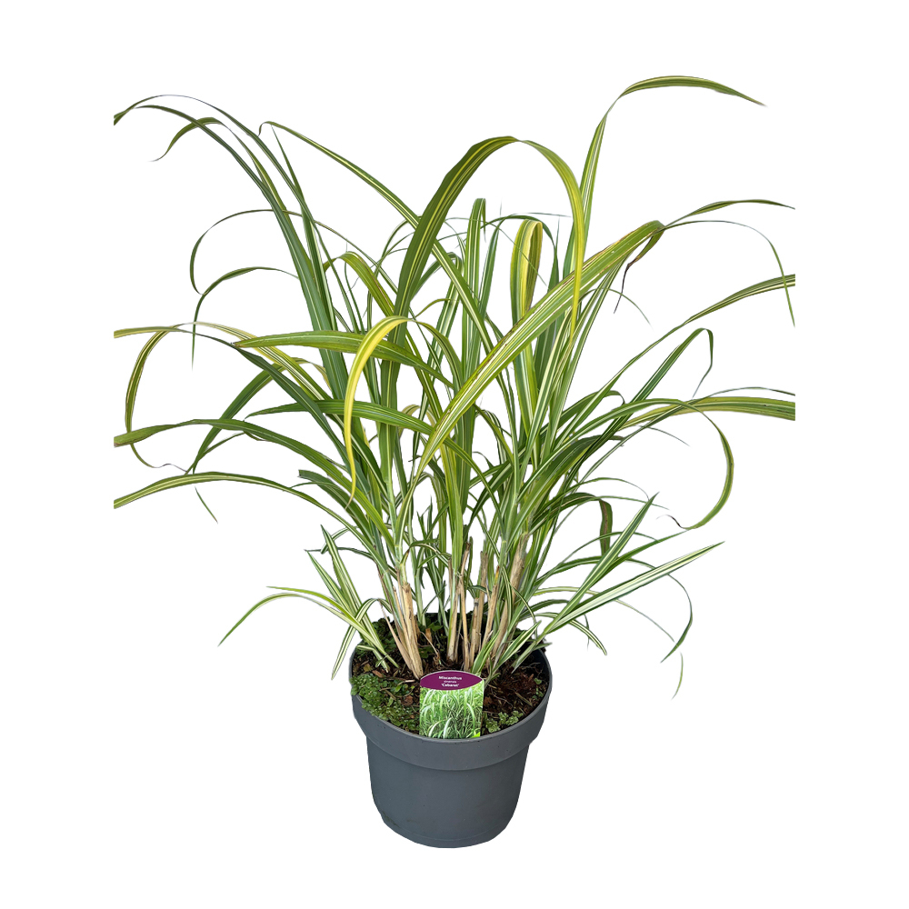 Miscanthus sinensis cabaret