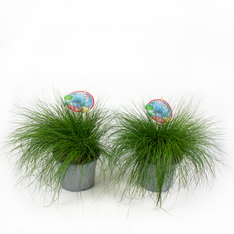 Festuca gautieri bernie green