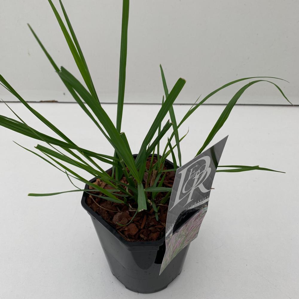 pennisetum