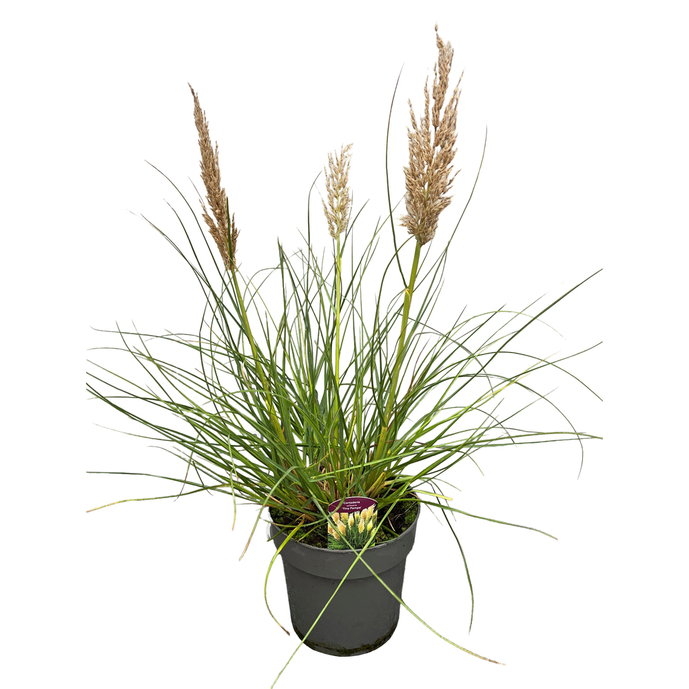 graminées ornementales