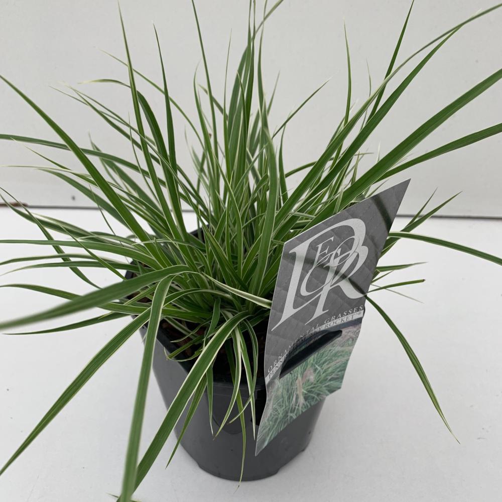 pennisetum
