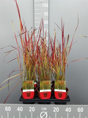 Imperata