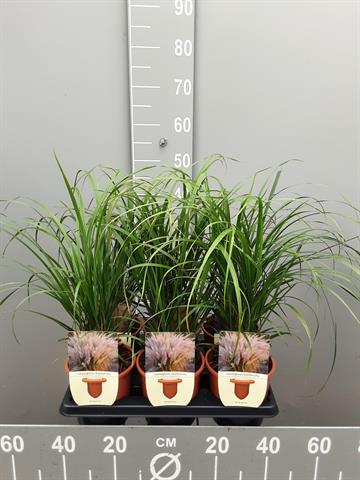 calamagrostis