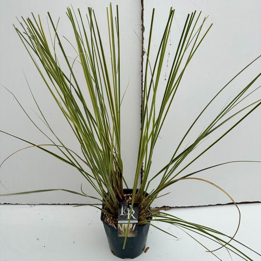 cortaderia