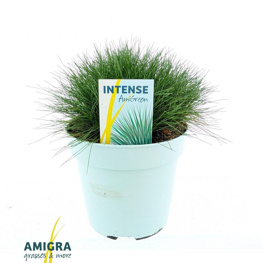 festuca