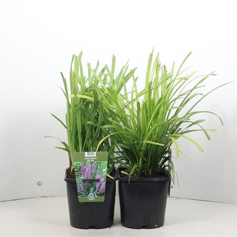 liriope