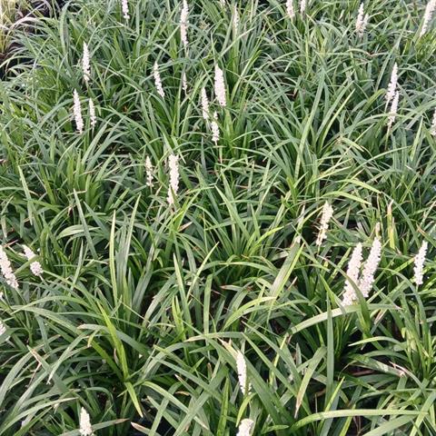 liriope