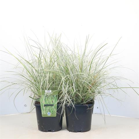 carex