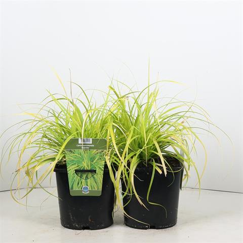 carex