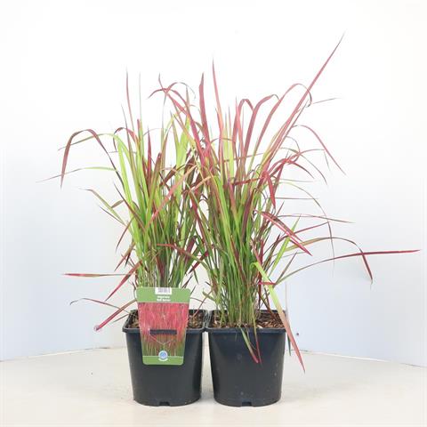 imperata