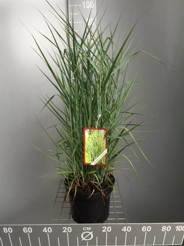 panicum