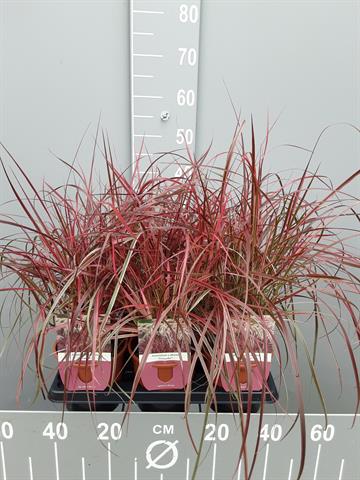 pennisetum