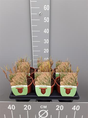 pennisetum