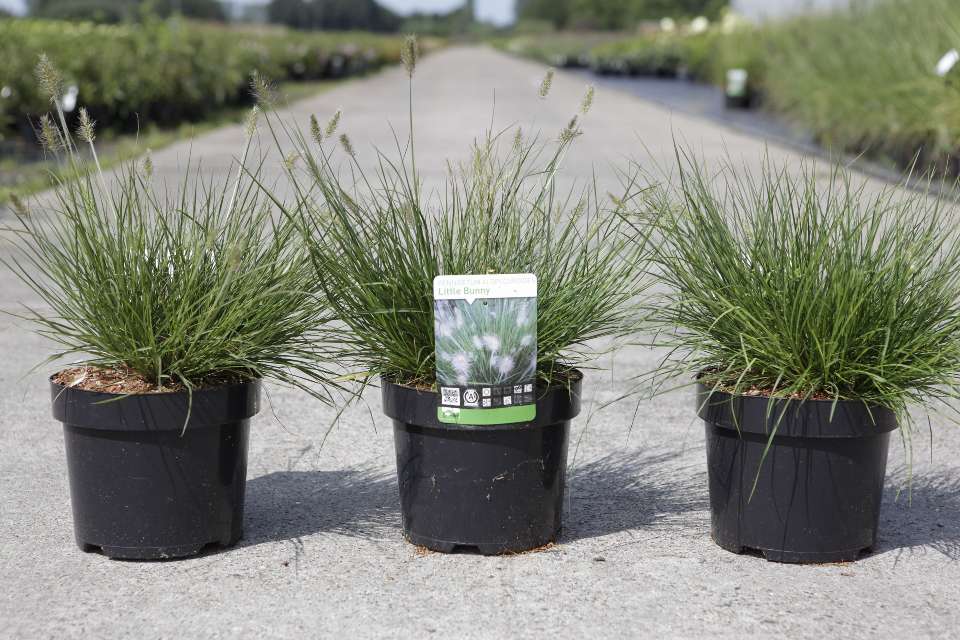 pennisetum