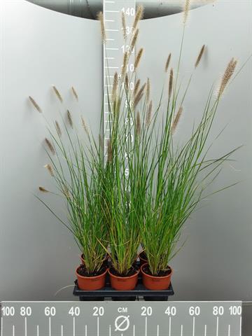 pennisetum