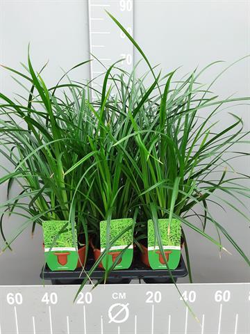 carex