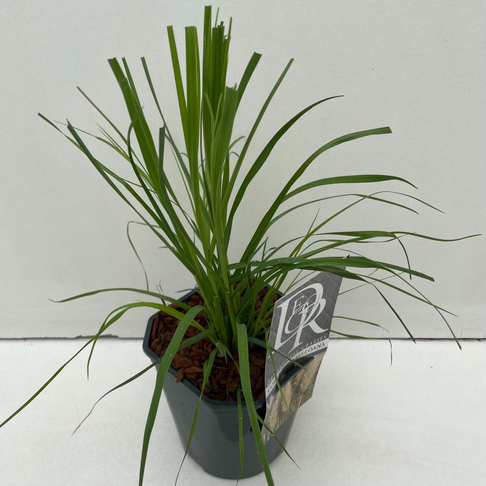 cortaderia