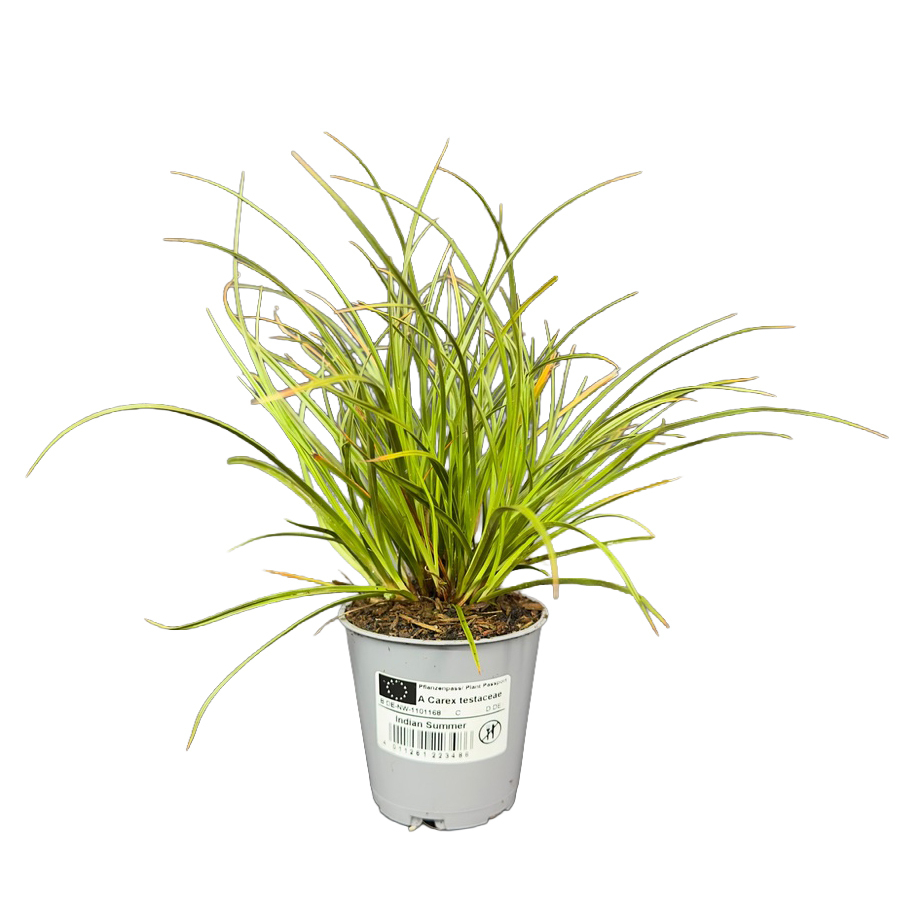 carex testacea indian summer