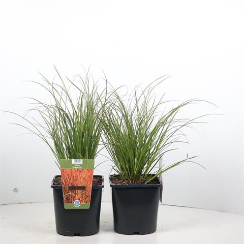 carex