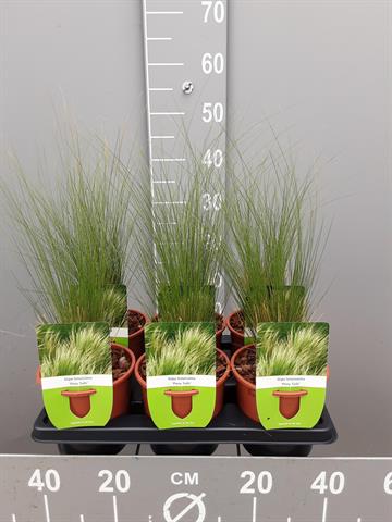 stipa