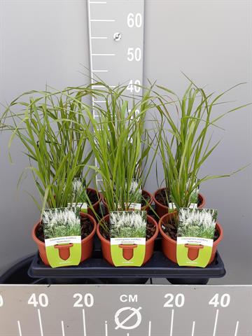 calamagrostis
