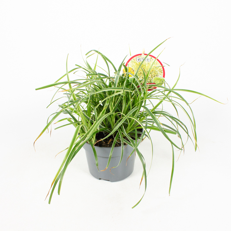 Carex freaky friday