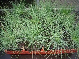 festuca