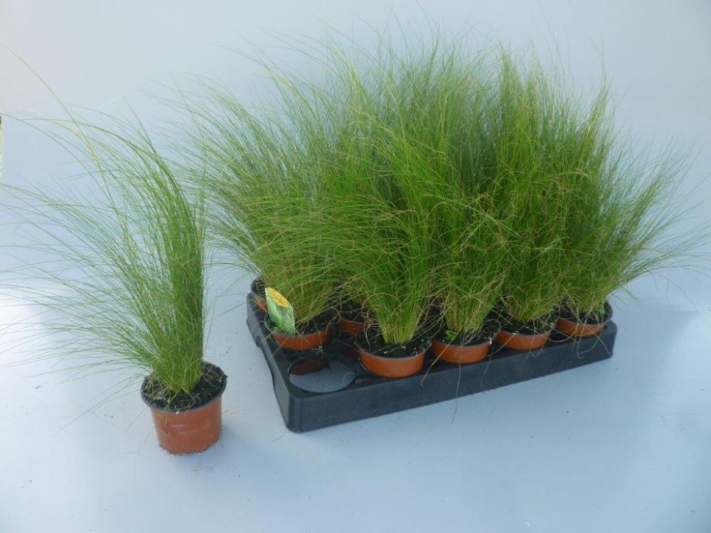 stipa