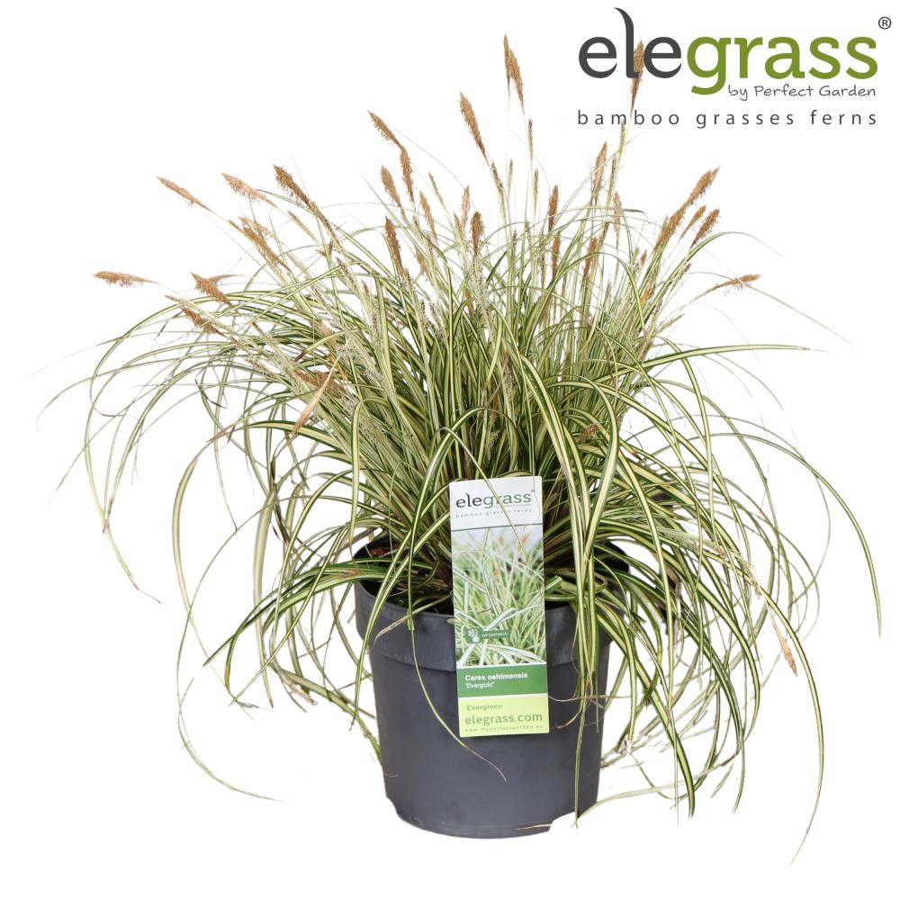 carex